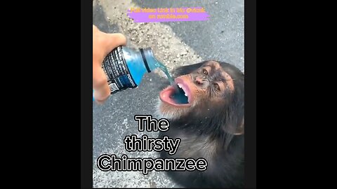 The thirsty Chimpanzee taking the real mineral water 💦