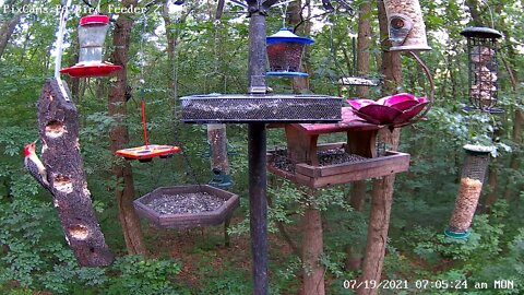 Male pileated feeds juvenile