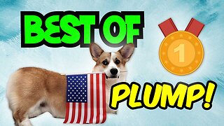 Corgi Overload! Plump's Top Highlights and Heartwarming Moments for Spring 2023!