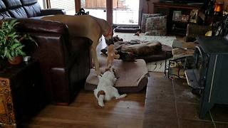 Defiant puppy takes on 2 Great Danes in tug-of-war