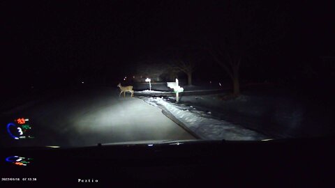 4 Deer on Mill Pond Way