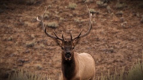 Oregon Elk Hunt Part 2 - Bowhunting Elk | Team Radical