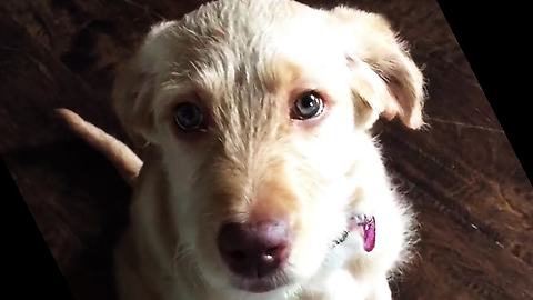 Puppy Pulls Perfect Guilty Eyes To Redeem For Chewing The Chair