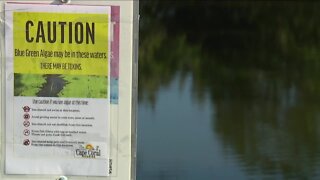 Warning! Blue-green algae reported in Cape