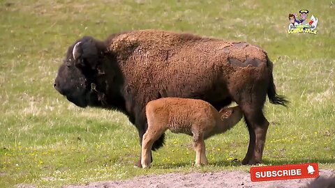 Yellow Stone National Park! Virtual Field Trip for Kids!