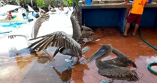 Cheeky seagull steals a fish scrap from much larger pelicans