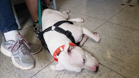GoFundMe - MRI & CF Test Needed for Special Needs Dog #Hope4Indi
