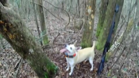 Tequila and tree rat squirrels.Squirrel Hunting in Bay Minette, Alabama. Squirrel hunt go pro.