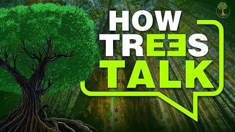 How Trees Talk | Dr. Suzanne Simard
