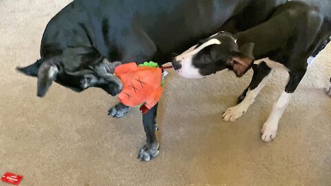 Great Danes "Carve Up" Their Turkey Stuffed Animal