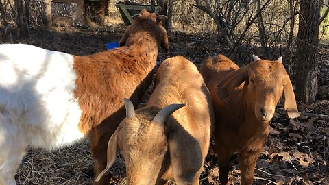 Goats like Harmonica Music