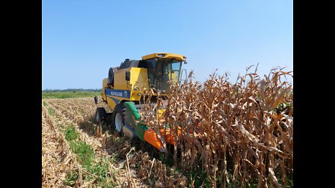 Colheita Milho/Corn Harvest