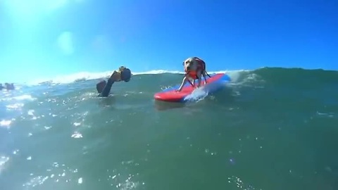 Surfing dogs hang ten