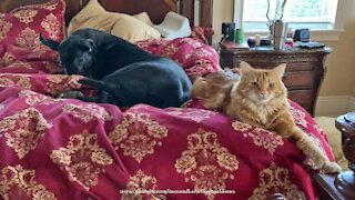 Comfy Cat And Great Dane Love To Cuddle Up In Bed Together