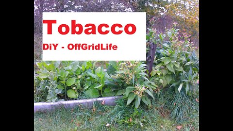 Tobacco - Grow your own - OffGridLife