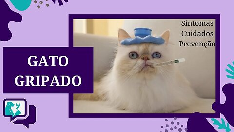 GATO GRIPADO: COMO CUIDAR. Quais os sintomas, cuidados necessários e como prevenir