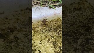 Tree Frog Pond