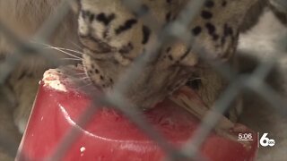 Zoo Boise vaccinating animals against COVID-19