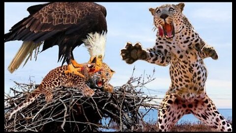Mother's Pain! Leopard Helplessly Watched His Pitiful Cubs Being Taken And Tortured By The Eagle