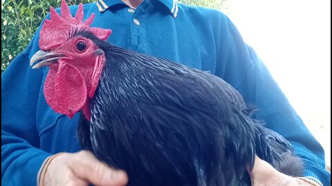 How to Worm a Large Rooster, Orpington, 22nd October 2020