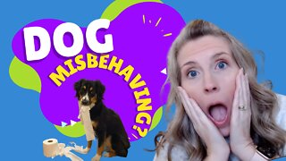Dog Misbehaving? Here's Why...