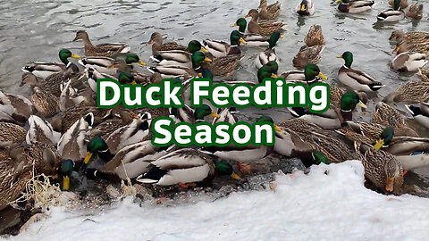 Duck Feeding Season