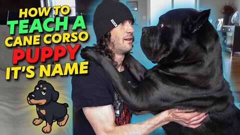 Teach a Cane Corso Puppy It's Name - EASY 10 minutes only!