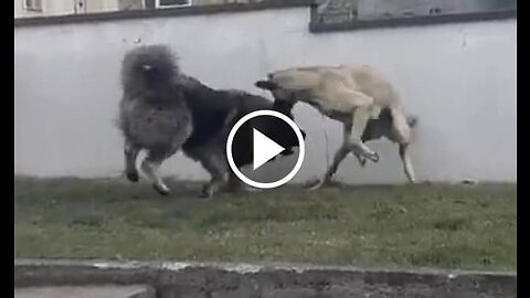 CAUCASIAN SHEPHERD DOG VS KANGAL