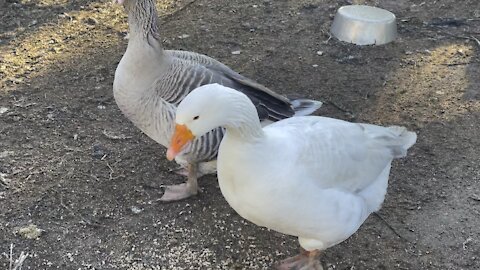 My Geese are Camera Shy