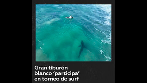 Escalofriante: Tiburón blanco irrumpe en campeonato de surf