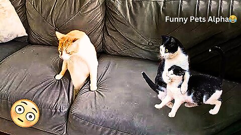 Best and Cutest cats video🥰/Cats funny videos😂😂😂-Try not to laugh😍