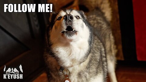 Husky YELLS AT EVERYONE UNTIL THEY RISE AND LEAVE and CHASES THEM!