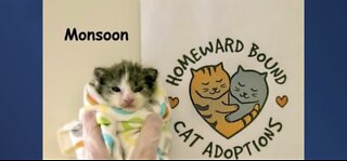 Woman takes deserted kitten left in storm to Homeward Bound Cat Adoptions