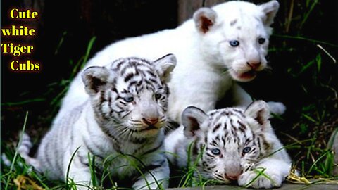 Cute White tiger #Cute_white_tiger #funny_white_tiger #baby_tiger