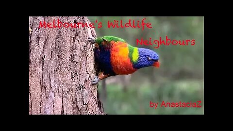 Bedtime stories for Children, Live in Melbourne "Melbourne's Wildlife Neighbours" (story 6)