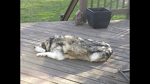 Bird collects dog fur from relaxed Alaskan Malamute