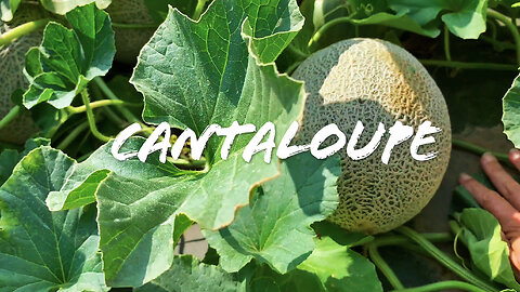 FOODIE || Farm-To Table: Cantaloupe (2023)