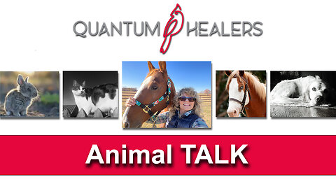 Animal Talk Begins!