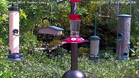 Red-bellied Woodpecker eating millet