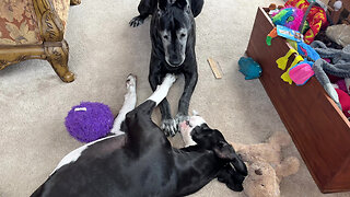 Funny Great Danes Want The Same Toy From The Toy Box