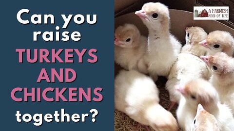 Can You Raise Turkeys and Chickens Together? | A Farmish Kind of Life