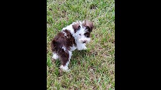 Miniature Schnauzer Puppies Enjoying Beautiful Day