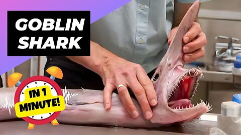 Goblin Shark - In 1 Minute! 🦈 The Most Bizarre Shark! | 1 Minute Animals