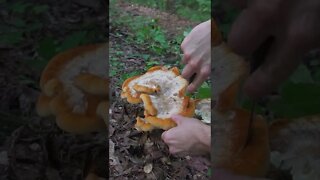 Foraging Mushrooms in a Rainforest! Bushcraft / Survival Skills