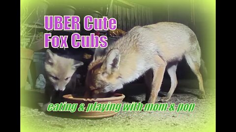 🦊UBER CUTE baby foxy cubs play fighting and loving their #foxy parents
