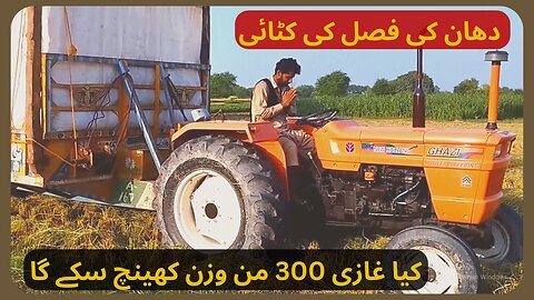 Ghazi 300 من wazan kheench sky ga? Dhan ki Fasal ki katai |#agriculture #ghazitractor #dhan