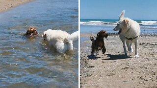 Big dog rescues friend struggling to swim upstream