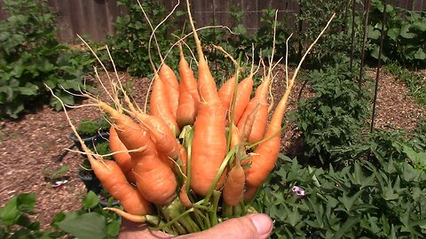 Some Freshly Pulled Carrots, and After They Are Cleaned Up