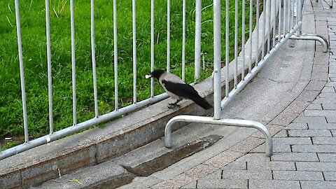 Incredibly smart crow dips bread in water before eating