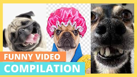 Ultimate Funny Animals Compilation: Get Ready to ROFL!